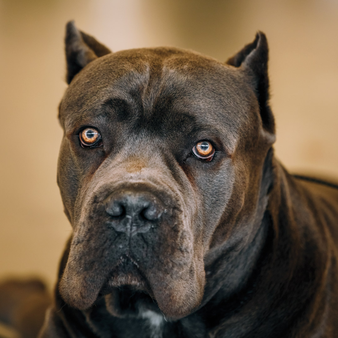Rocky, 7
