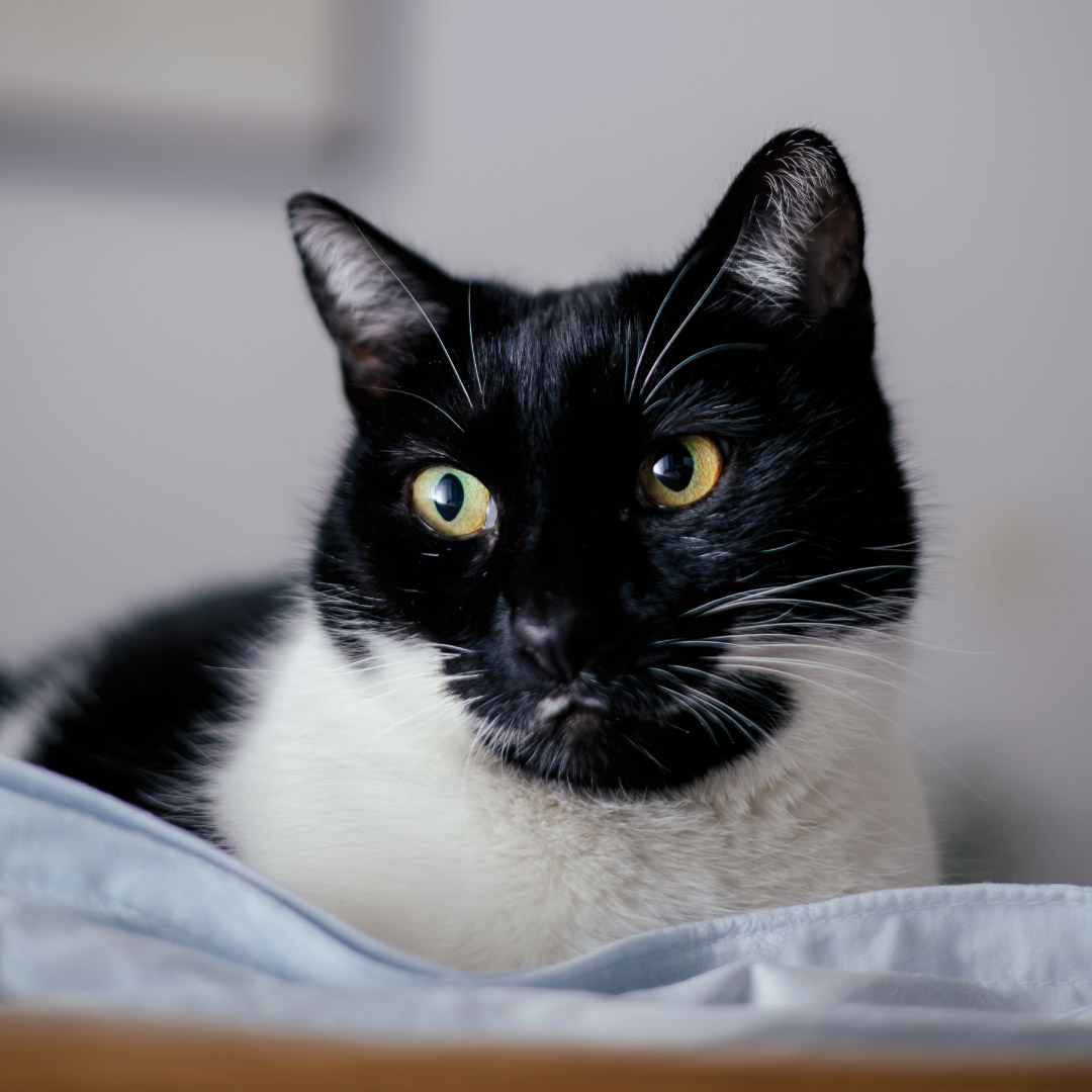 Oscar, 5